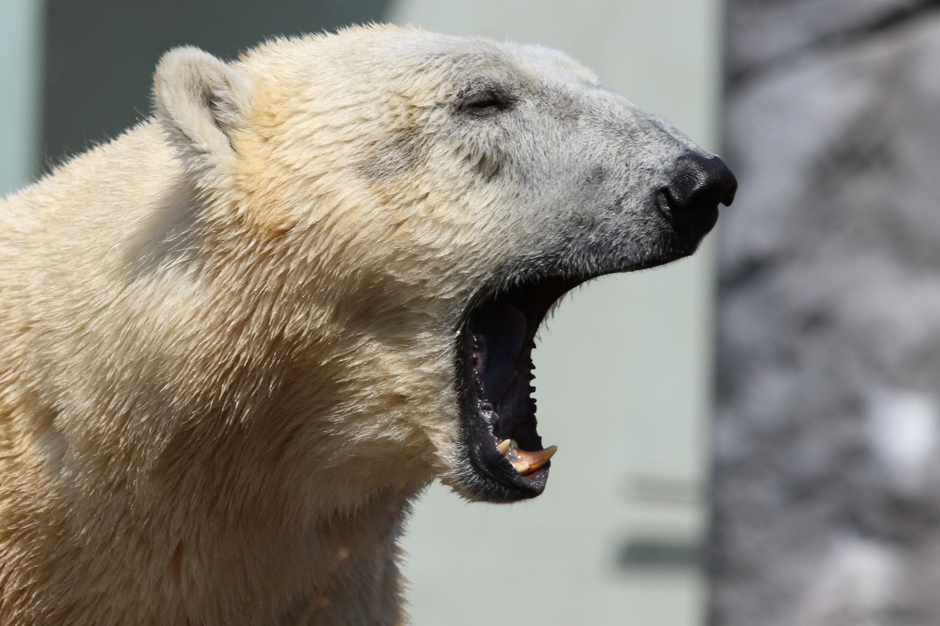 selective focus photo of polar bear