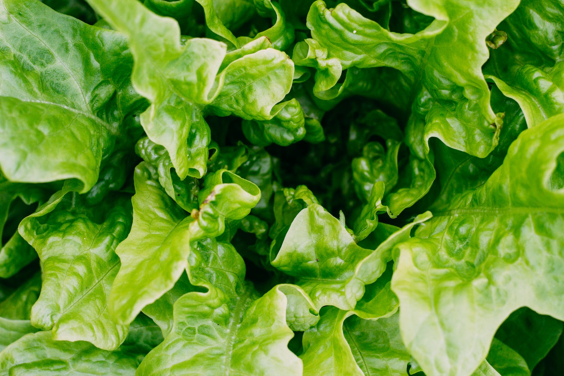 green leaf plant