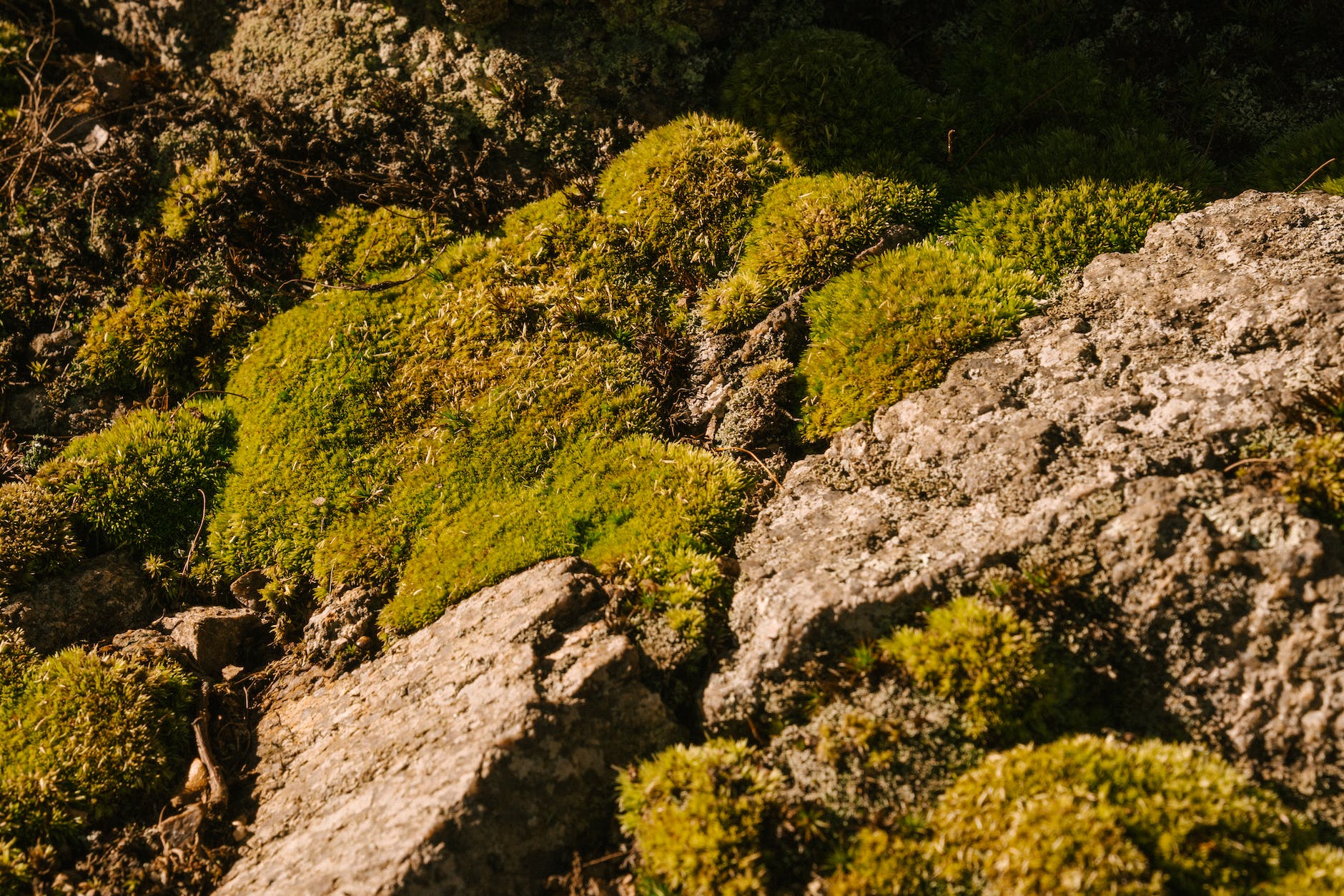 rough rocky surface with green moss